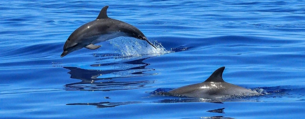 Tenerife vaala- ja delfiinivaatlus